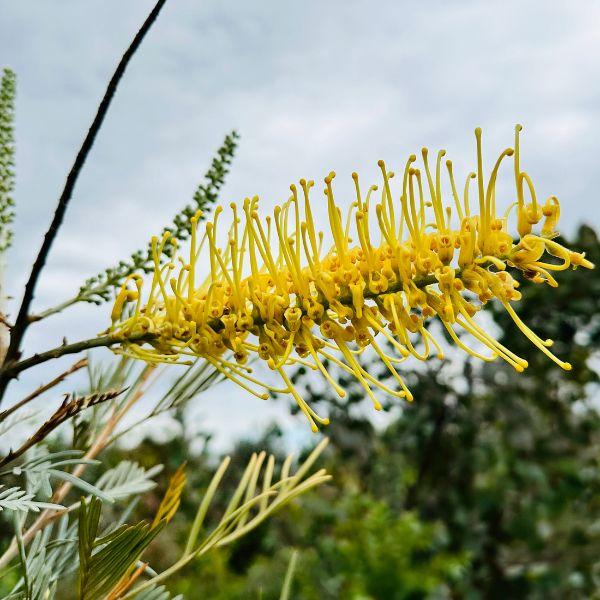 グレビレア ゴールデンユーロ 3M以上 引き取り限定 グレビレア ゴールデンユーロ 7号 鉢カバー 樹高1.0m前後(鉢底から