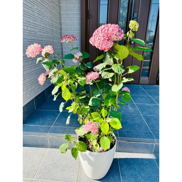 ◆樹高は、60cm前後です（根底から）◆７号◆鉢カバー◆送料無料（北海道・沖縄・離島地域にはお届けを行っておりません）◆お任せ品（写真と同等商品の発送となります）