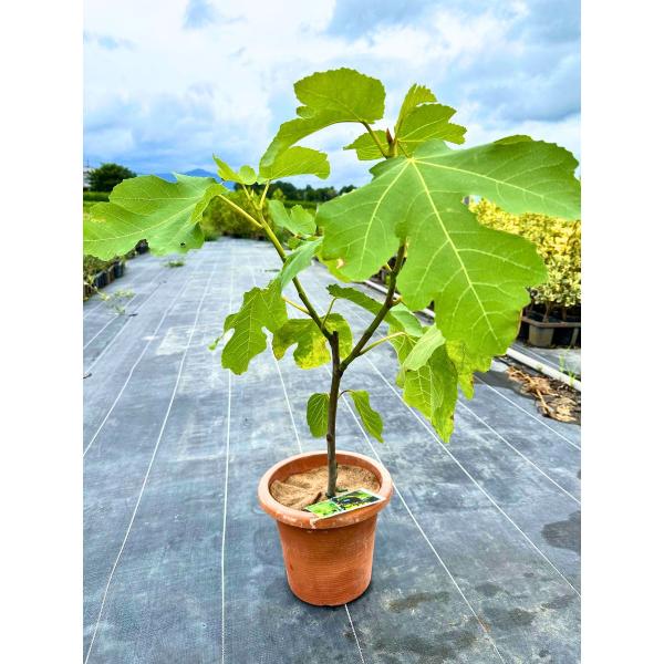 国産鉢物 　Amore 苗　いちじく苗　イチジク苗 国産鉢物 Amore 苗 いちじく苗 イチジク苗 国産鉢物 Amore 苗