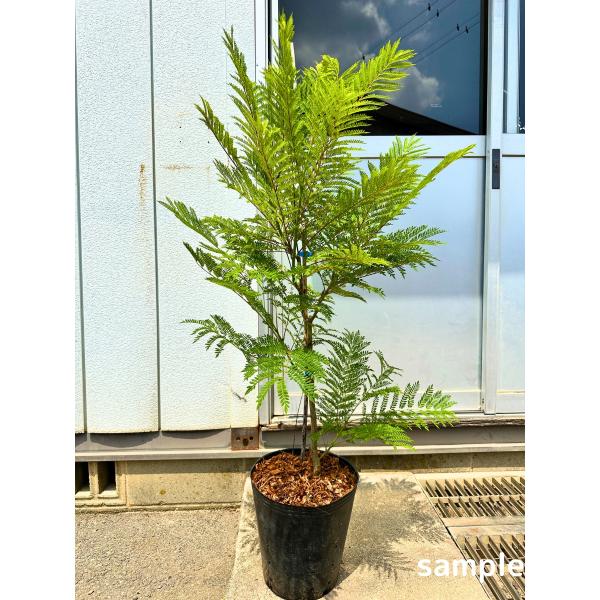 ◆樹高：　120cm前後(鉢底から)◆送料無料（北海道・沖縄・離島地域にはお届けを行っておりません）◆商品ページ写真はサンプル画像です◆お任せ品（写真と同等商品の発送となります）シンボルツリー　庭木 　ジャカランダ　ブルーブロッサムビューイ...