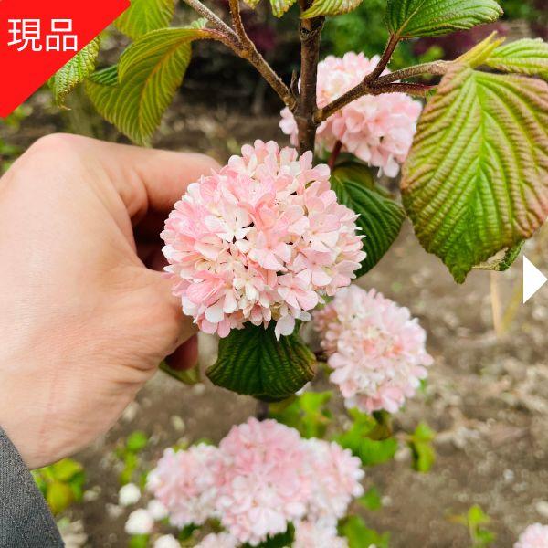 ピンクオオデマリ(花芽付き)、2、５m 楽天市場】【大苗】ピンクオオデマリ 6寸鉢植え （ピンク色の発色が