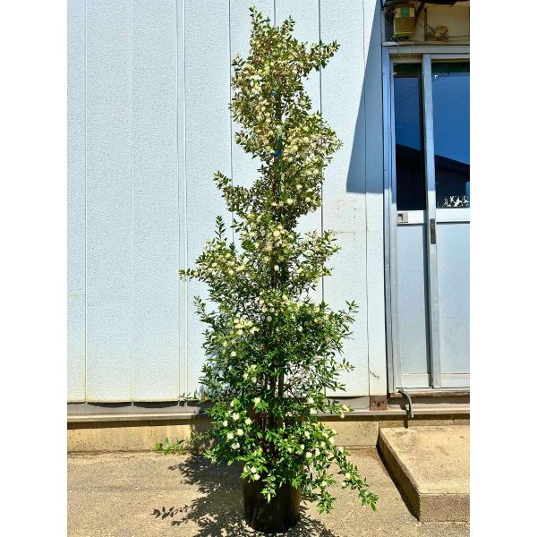 greenx2_g0967