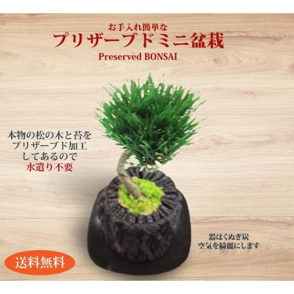 父の日 プレゼント ギフト お手入れ不要 プリザーブド盆栽 Bonsai 送料無料 黒松 空気浄化作用 くぬぎ炭 Buyee Buyee Japanese Proxy Service Buy From Japan Bot Online