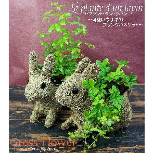 可愛いウサギのプランツバスケット ~La plante d'un lapin~ ラ プラント ダン ラパン