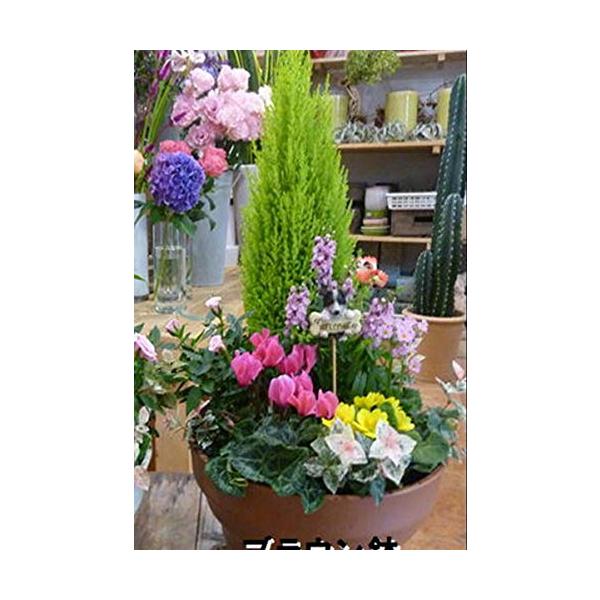 オンライン限定商品 ゴールドクレスト 6号鉢 コニファー 寄せ植え 鉢植え Sejalicenciado Primeiramesa Com Br