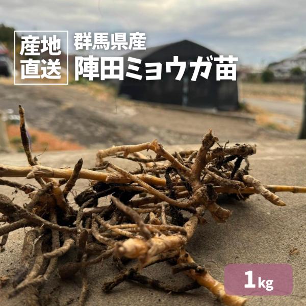 ミョウガはショウガ科の多年草で、日本原産の野菜。陰地や家屋の北側など、日のあまり当たらないところで栽培できます。特有の芳香とそう快な味があり、夏はつぼみを“花ミョウガ”として、冬は地下茎を軟化栽培して“ミョウガだけ”として一年中利用できます...