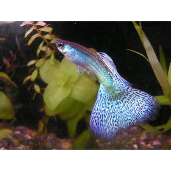 フルメタルブルーグラス 014 国産グッピー専門店 新城熱帯魚 通販 Yahoo ショッピング