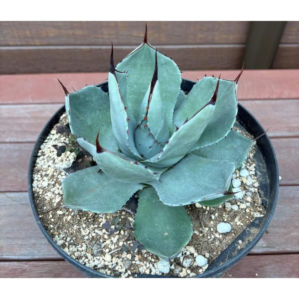 大株★アガベ★パリー★トランカータ★激レア品種★極上品★親株★ドライガーデン★ 多肉植物★チタノタ★南国風★リゾート★植木★カキコ 大株 アガベ パリー トランカータ 激レア品種 極上品 親株 ドライ