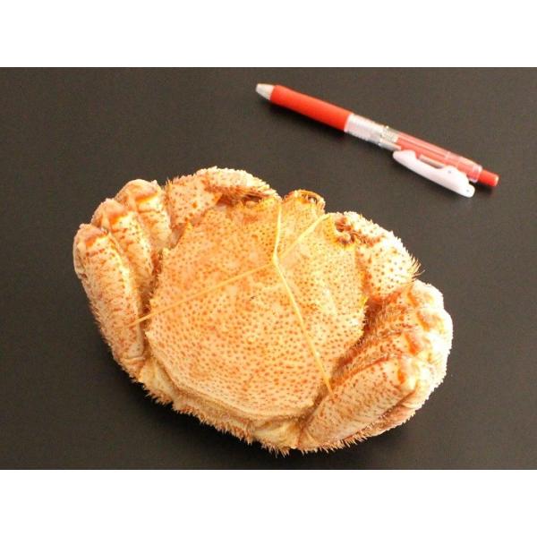 毛蟹 北海道産 カニ ギフト 1 kg 3特 4特 4特 お取り寄せ カニ味噌 Kegani 6 3 どさんこグルメマーケット 630g 3尾 1 kg ボイル 浜茹で 堅蟹 冷凍 毛ガニ