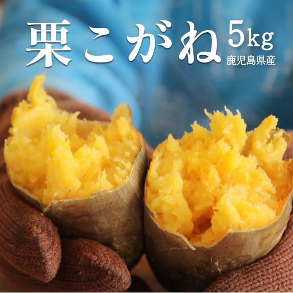 マロンのような甘さでゴールドカラーが特徴的！入手困難で「幻のさつまいも」とも言われる栗黄金。文字通り果皮が黄金色で栗のような甘さであることが命名の由来となっています。ホクホク感とネットリ感を合わせたような食感が特徴です。さつまいも好きにはた...