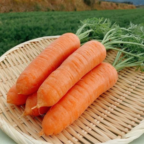 独特の臭みも少なく、素材の甘みあり美味しいニンジンです。写真はとれたての状態で撮影しましたが、実際お送りする際は葉っぱも取って土も取った状態でお送りいたします。園主である別府さんの個人的なニンジンのおすすめレシピは「カラムーチョにんじん」で...