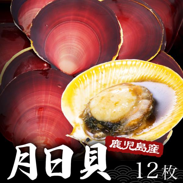 貝　まとめ売り 送料無料 日置市 吹上浜産 月日貝 ツキヒガイ 12枚入 鹿児島 佐々 贈答