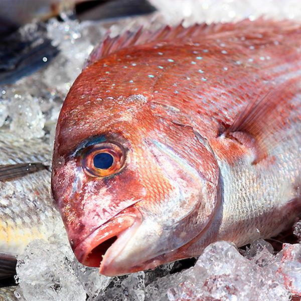 天然 鯛 たい 1尾 1kg前後サイズ 国産 冷蔵便 100 築地魚群 通販 Yahoo ショッピング