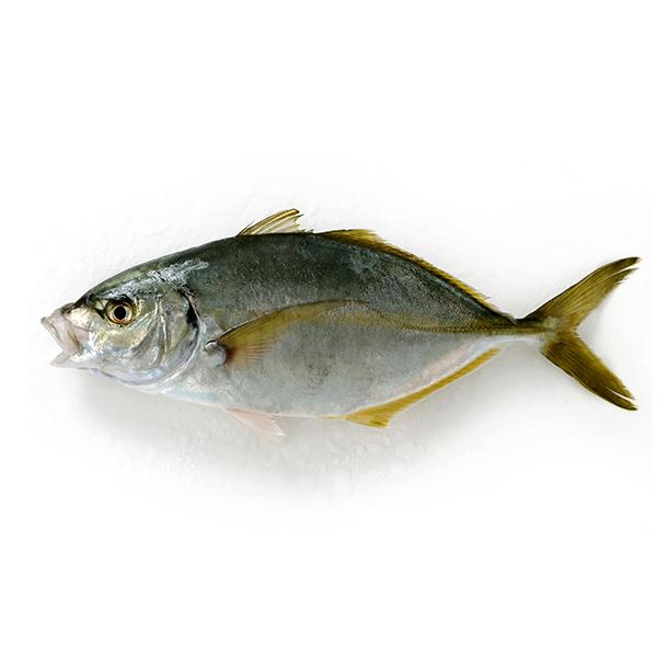 養殖 シマアジ1尾 1 1 3kg前後サイズ 国産 冷蔵便 1 築地魚群 通販 Yahoo ショッピング