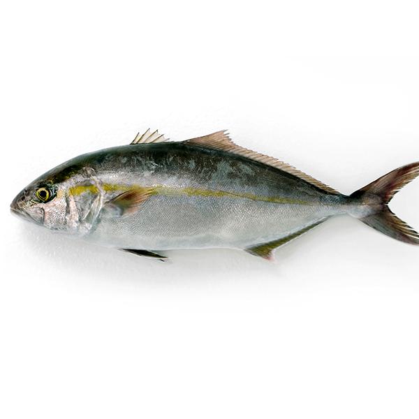 養殖 カンパチ1尾 3 3 5kg前後サイズ 国産 冷蔵便 121 築地魚群 通販 Yahoo ショッピング