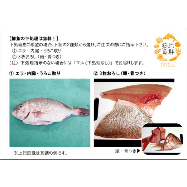�V�R�q����1��(1.5-2Kg�O��T�C�Y) ���Y �①�� ���i�摜2