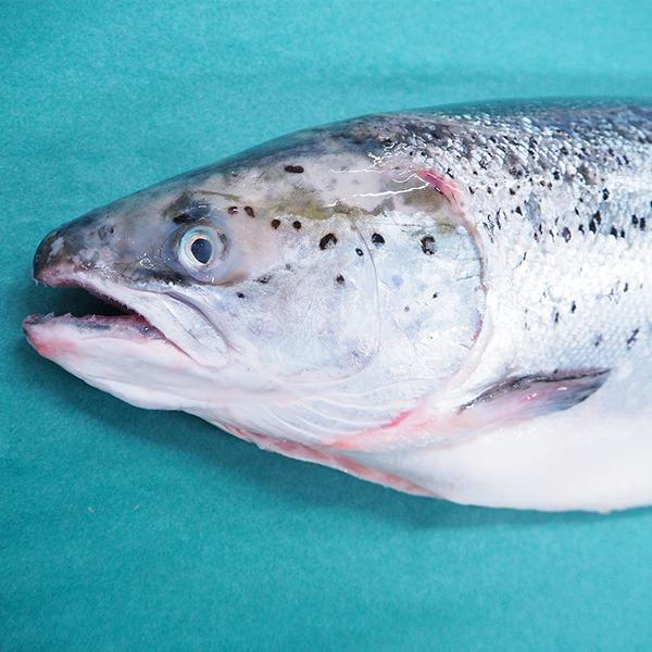 ノルウェーサーモン 1尾（約4-5kg） 　冷蔵便