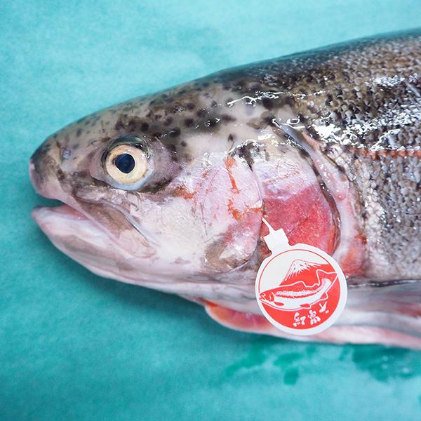 紅富士サーモン 1尾(2-3kg) 冷蔵便 : 築地魚群 - 通販 - Yahoo 紅富士サーモン 1尾(2-3kg) 冷蔵便 : 築地魚群 - 通販 - Yahoo