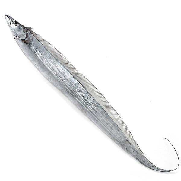 太刀魚（たちうお）1尾（1-1.5kg） 冷蔵便 : 築地魚群 - 通販 - Yahoo