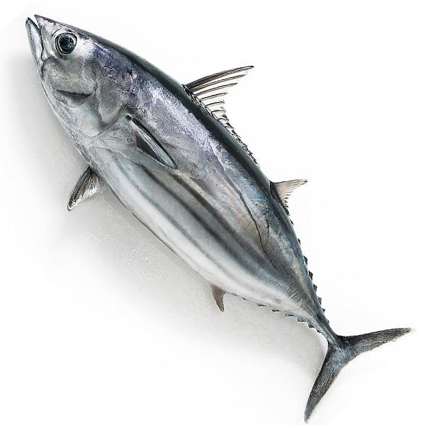 かつお　③ かつお1尾（2-3kg） 冷蔵便 : 築地魚群 - 通販 - Yahoo!ショッピング