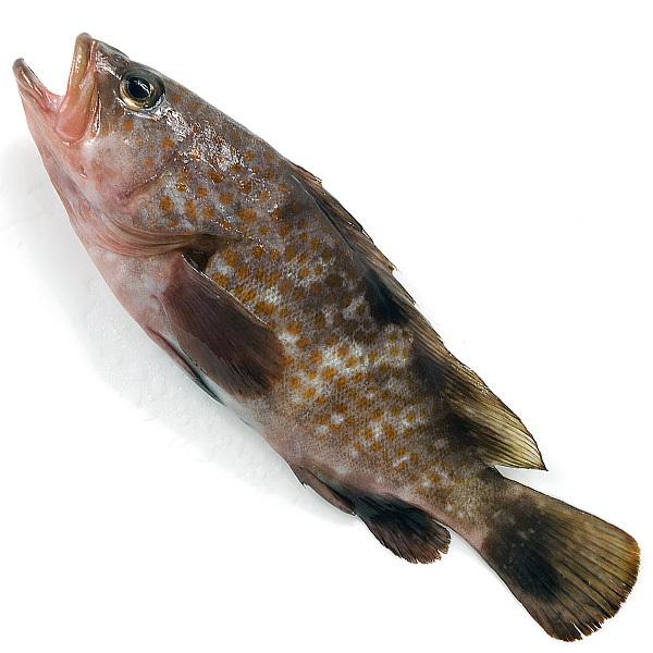 活〆キジハタ（アズキハタ）1尾（800g-1kg前後）　冷蔵便