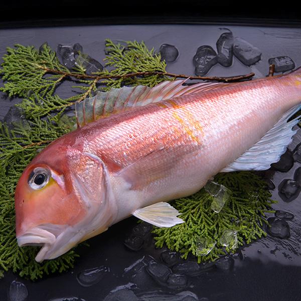 【内容(量)】赤甘鯛1尾（500/600gサイズ：内蔵除去前）【原材料(産地)】赤甘鯛（長崎、福岡、山口他）【賞味期限】冷凍保存で2ヶ月【注意点】加熱してお召し上がりください。内蔵は除去済み、鱗はそのままです。