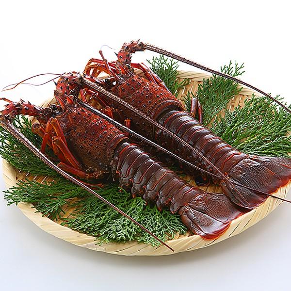 国産生冷凍 伊勢海老 イセエビ 2尾 300g 2 冷凍便 商品代引不可 875 築地魚群 通販 Yahoo ショッピング