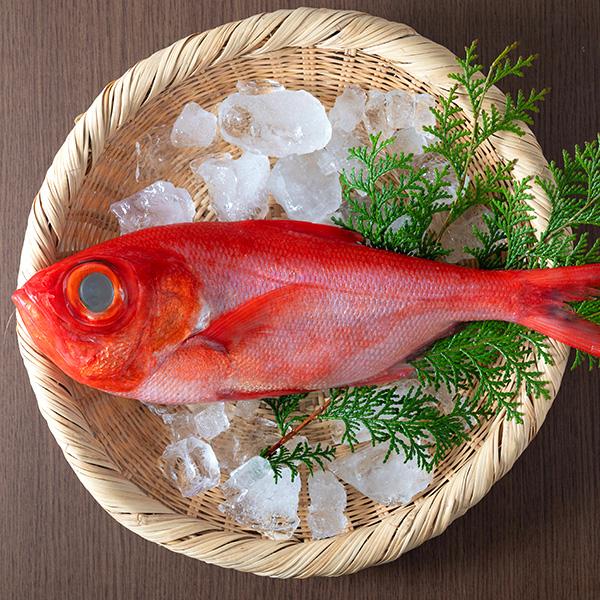 千葉勝浦産 カツオ 1尾（約1.5～2.5kg） 鰹 かつお 期間限定特売