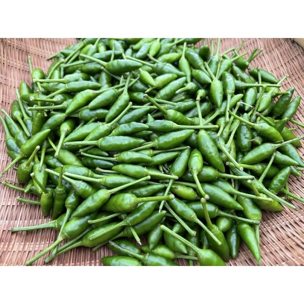 島とうがらし 業務用（1kg） : 八丈島特産品市場 - 通販 - Yahoo