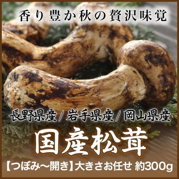 松茸 300g」の人気商品一覧 | 安い商品を通販サイトから探す