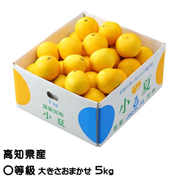 みかん 小夏 こなつ 〇等級 大きさおまかせ 5kg 高知県産 蜜柑 ミカン ギフト