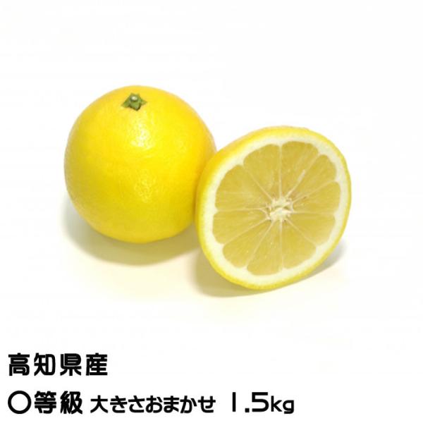 みかん 小夏 こなつ 〇等級 大きさおまかせ 1.5kg 高知県産 蜜柑 ミカン ギフト