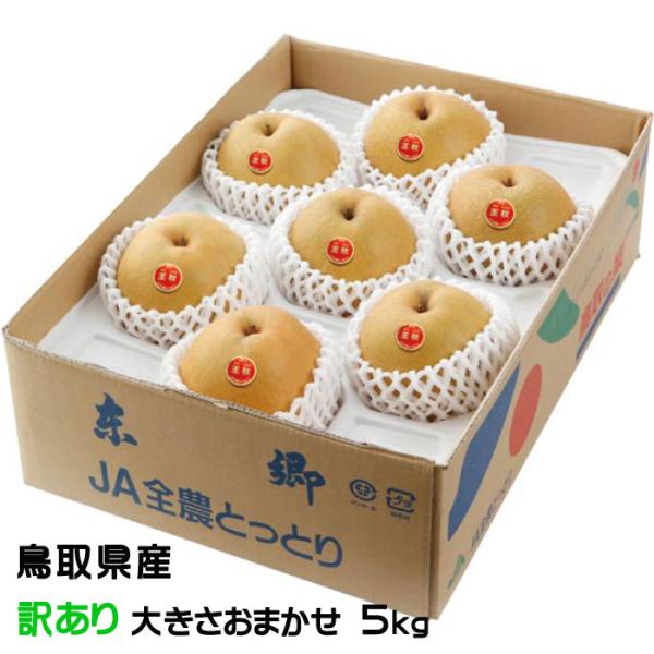 梨の王様！　鳥取県産の希少品種 鳥取の特産品。王秋梨は、「慈梨　ツーリー」という中国梨と「二十世紀梨」に「新雪」をかけ合わせて生まれた品種。卵のような特徴のある形、そして柔らかい果肉ながら中身はびっくりするほどジューシー！　※画像はイメージ...