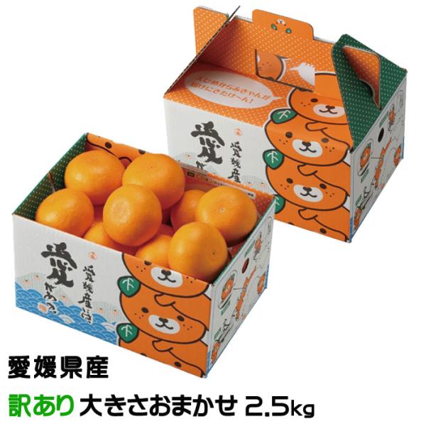 hachiya-fruits_setk018
