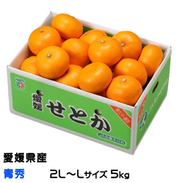 【Gステラ】愛媛　せとか　秀品　M 5キロ×2 Gステラ様専用】愛媛 せとか 秀品 M 5キロ×2