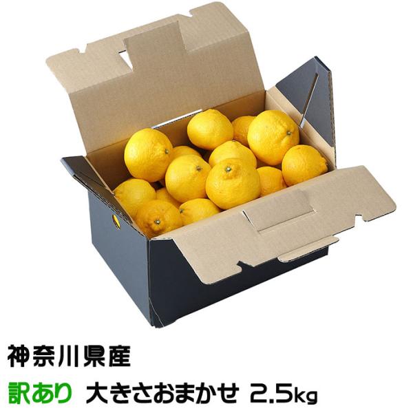 みかん 湘南ゴールド 風のいたずら ちょっと訳あり 大きさおまかせ 2.5kg 神奈川県産 ギフト