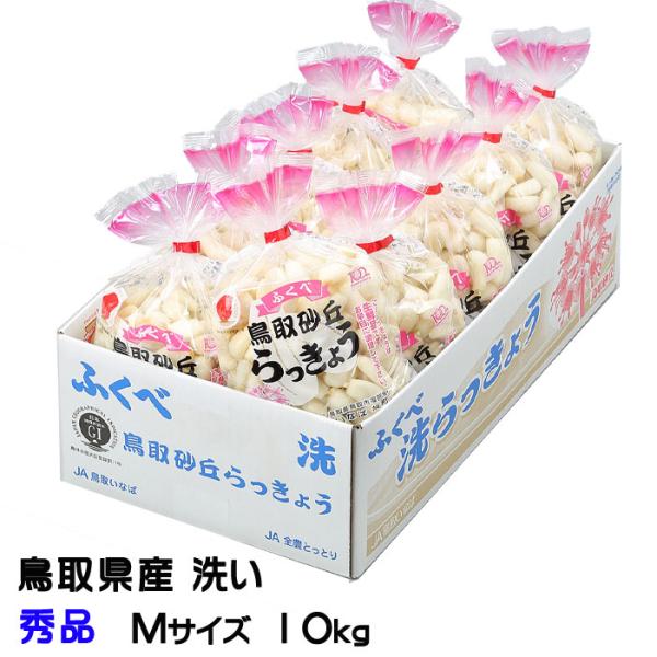 砂丘らっきょう【Mサイズ10キロ】 洗い 砂丘らっきょう 秀品 Mサイズ 10kg 鳥取県産 JA鳥取