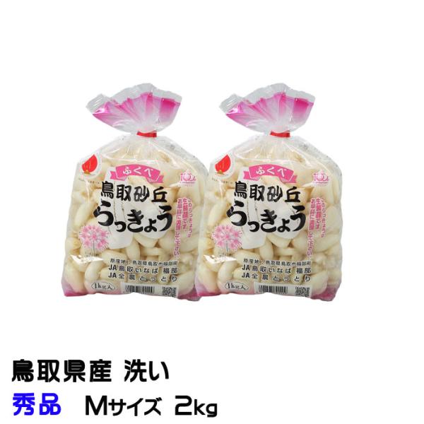 超お買い得‼️鳥取県産 砂丘らっきょう 洗い 砂丘らっきょう 秀品 Mサイズ 5kg 鳥取県産 JA鳥取いなば