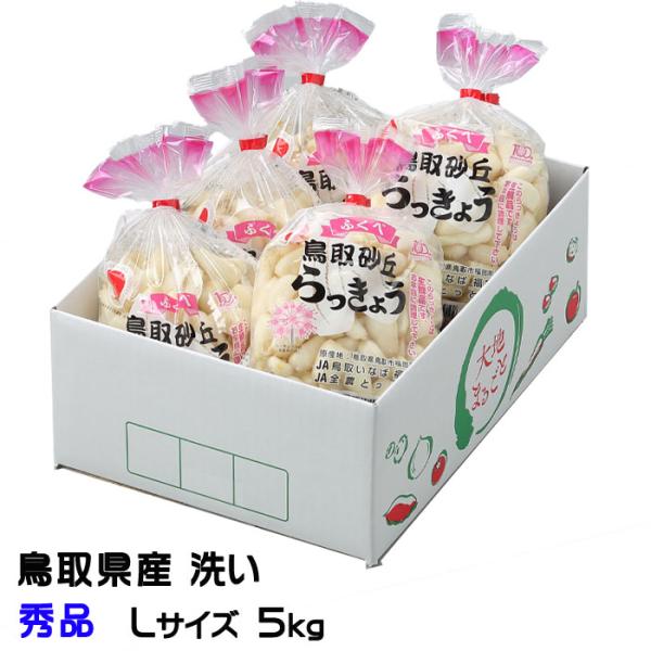 洗い 砂丘らっきょう 秀品 Lサイズ 5kg 鳥取県産 JA鳥取いなば