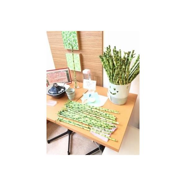 万年竹・開運竹 3本 : はこにわプレート ヤフー店 - 通販 - Yahoo