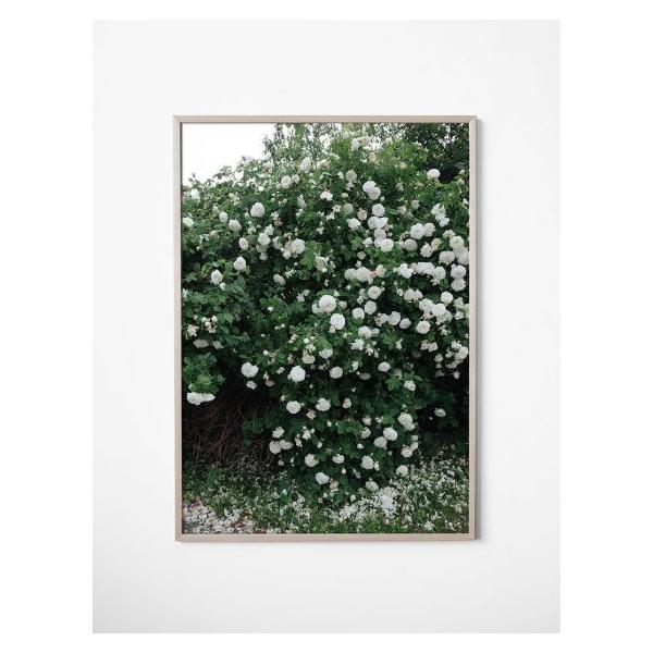 Fine Little Day ROSES ポスター 70x100cm FINE LITTLE DAY | WHITE ROSES POSTER アートプリント/ポスター