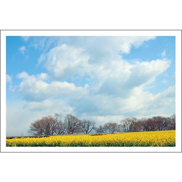 PO @ړI G͂ ʐ^ |XgJ[h Gt@MUSF-16