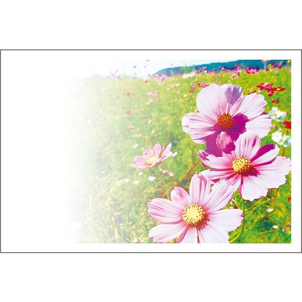 PO @ړI G͂ ʐ^ |XgJ[h Gt@MUSF-23