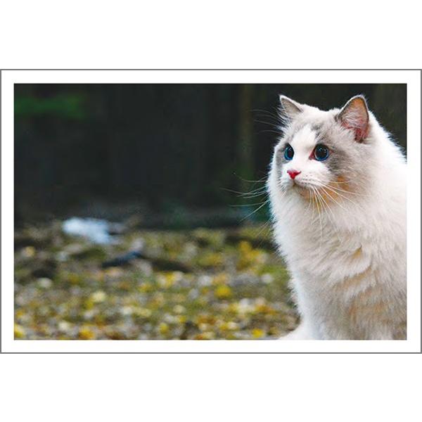 官製10枚 多目的 絵はがき 写真 ポストカード 絵葉書 MUSF-25