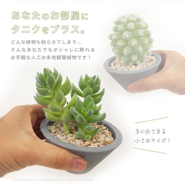 エレガント観葉 植物 小さめ すべての美しい花の画像