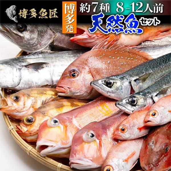 天然魚セット 竹 約7種類 8 12人前 博多 福岡 九州 鮮魚 高級魚 海鮮 送料無料 Sengyo02 博多魚匠 通販 Yahoo ショッピング
