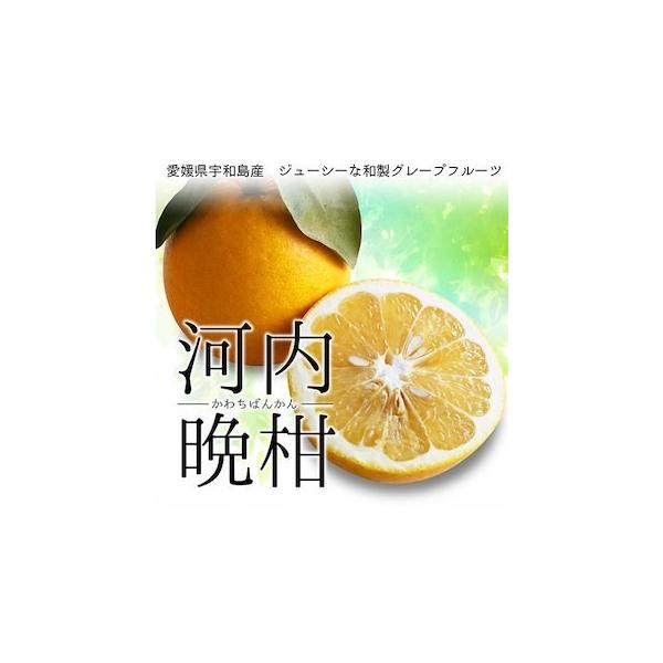 河内晩柑　約2kg みかん 愛媛県 宇和島産 宇和ゴールド かわちばんかん