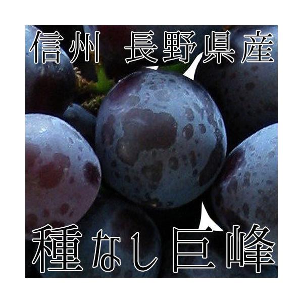 信州 長野県産【種なし 巨峰】約1.3kg　樹上完熟 種なしぶどう【送料無料】