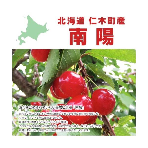 【予約受付中!!7月中旬頃発送予定】さくらんぼ　南陽　500ｇ　北海道　仁木町産　