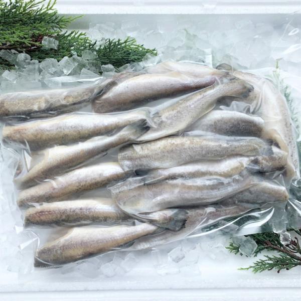 生干しこまい 1kg 北海道産 コマイ 干物 一夜干し 氷下魚 干し魚 真空パック Buyee 日本代购平台 产品购物网站大全 Buyee一站式代购 Bot Online